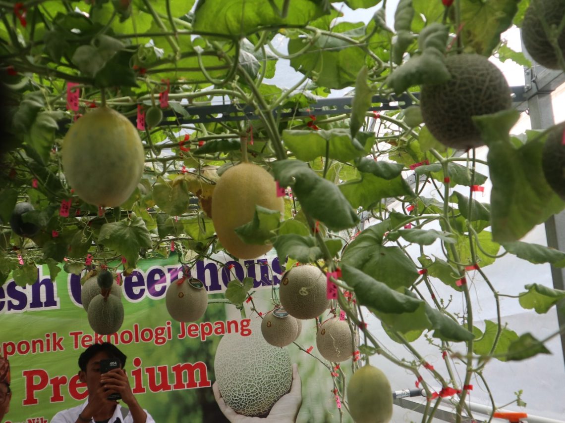 Kebun Melon Premium